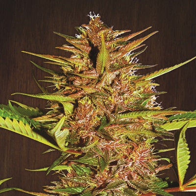 Ace Seeds - Pakistan Chitral Kush
